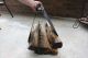 The Woodhaven Log Carrier